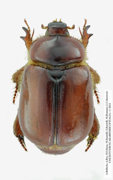 Calicnemis sardiniensis, maschio 